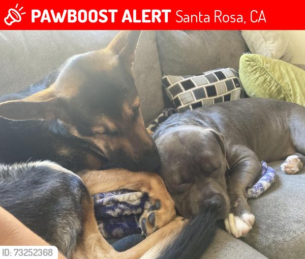 Lost Male Dog last seen Fulton road and San Miguel, Santa Rosa, Santa Rosa, CA 95401