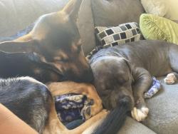 Lost Male Dog last seen Fulton road and San Miguel, Santa Rosa, Santa Rosa, CA 95401