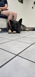 Reunited Male Dog last seen River road, Tacoma, WA 98443