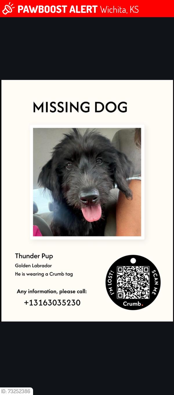Lost Male Dog last seen 2nd and West Central, Wichita, KS 67212