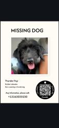 Lost Male Dog last seen 2nd and West Central, Wichita, KS 67212