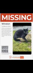 Lost Male Cat last seen Gas station, Mission, BC 