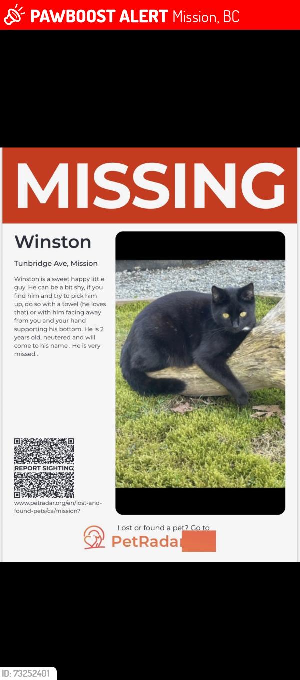 Lost Male Cat last seen Gas station, Mission, BC 
