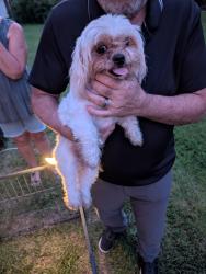 Found/Stray Male Dog last seen Asheville hwy grimesdale, Hendersonville, NC 28792