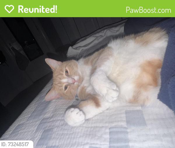 Reunited Female Cat last seen Pine Dr, Raleigh, NC 27606