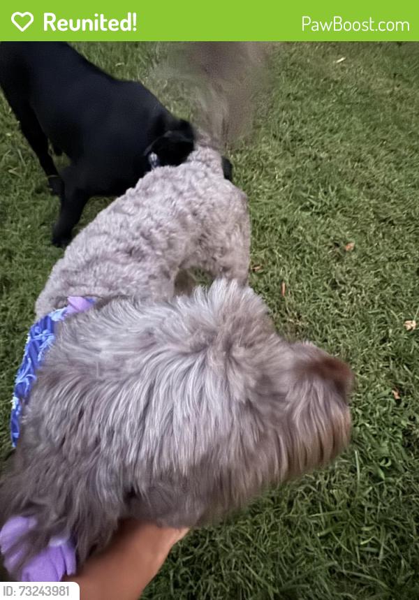 Reunited Female Dog last seen Brook hollow rd, Nashville, TN 37205