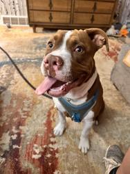 Reunited Male Dog last seen Marion Ave, Lansing, MI 48910
