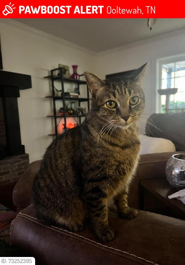 Lost Male Cat last seen Short Tail Springs, Ooltewah, TN 37363