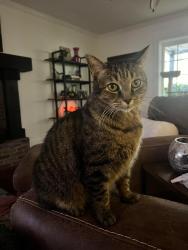 Lost Male Cat last seen Short Tail Springs, Ooltewah, TN 37363