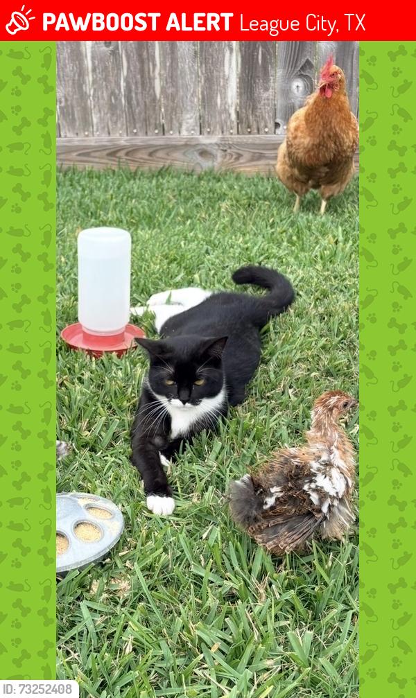 Lost Female Cat last seen Fredericksburg, League City, TX 77573