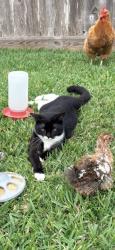 Lost Female Cat last seen Fredericksburg, League City, TX 77573
