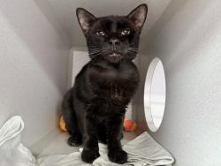 Shelter Stray Male Cat last seen Near Street, NEW YORK, NY, 10033, 326 E 110th St, New York, NY 10029, USA