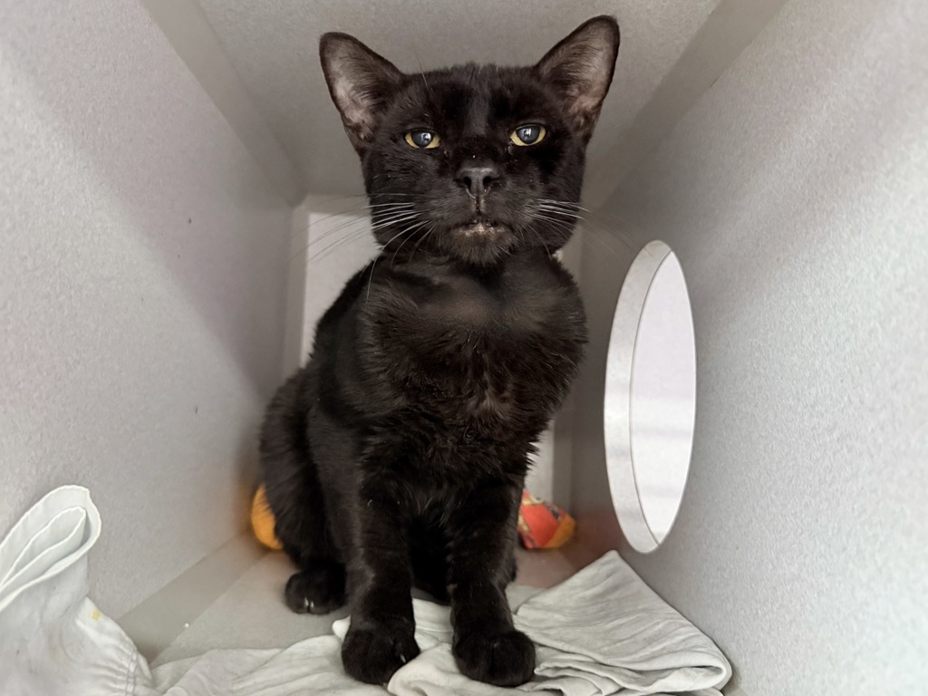 Shelter Stray Male Cat last seen Near Street, NEW YORK, NY, 10033, 326 E 110th St, New York, NY 10029, USA