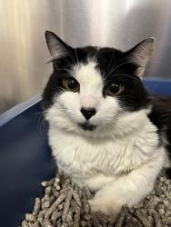 Shelter Stray Male Cat last seen abandoned at Blue Pearl - midtown, NEW YORK, NY, 10019, 326 E 110th St, New York, NY 10029, USA