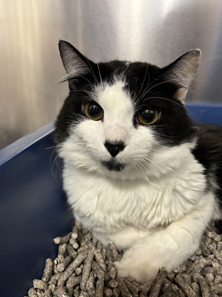 Shelter Stray Male Cat last seen abandoned at Blue Pearl - midtown, NEW YORK, NY, 10019, 326 E 110th St, New York, NY 10029, USA