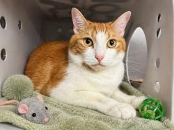 Shelter Stray Male Cat last seen Found in Apt 5a, NEW YORK, NY, 10026, 326 E 110th St, New York, NY 10029, USA