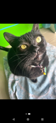Lost Female Cat last seen Saratoga and Aaron, Corpus Christi, TX 78413