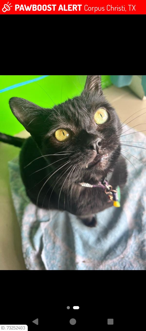 Lost Female Cat last seen Saratoga and Aaron, Corpus Christi, TX 78413