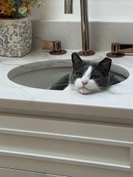 Reunited Female Cat last seen leola community park, Leola, PA 17540