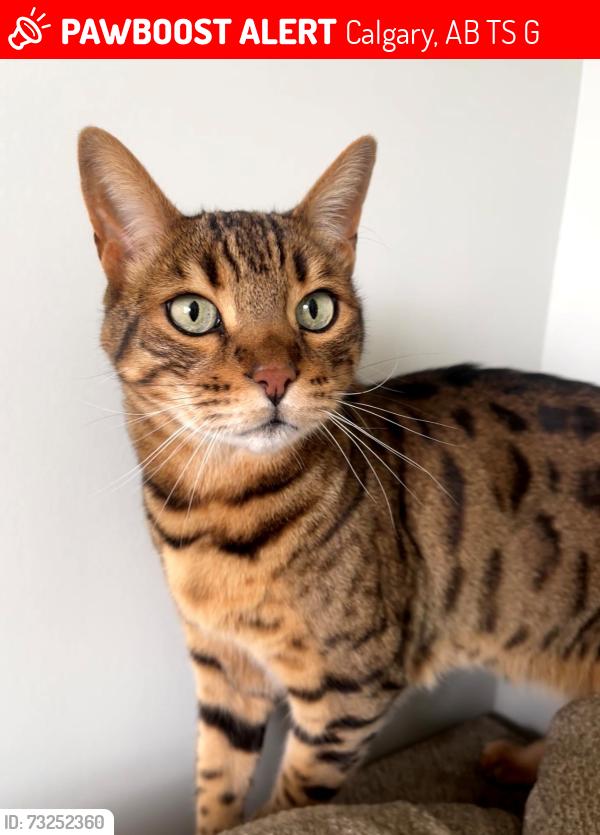 Lost Male Cat last seen Rangeview Blvd /Magnolia St SE /Heirloom Blvd SE Calgary, Calgary, AB T3S 0G9