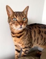 Lost Male Cat last seen Rangeview Blvd /Magnolia St SE /Heirloom Blvd SE Calgary, Calgary, AB T3S 0G9
