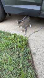 Found/Stray Female Cat last seen Donovan pl, East Riverdale, MD 20781