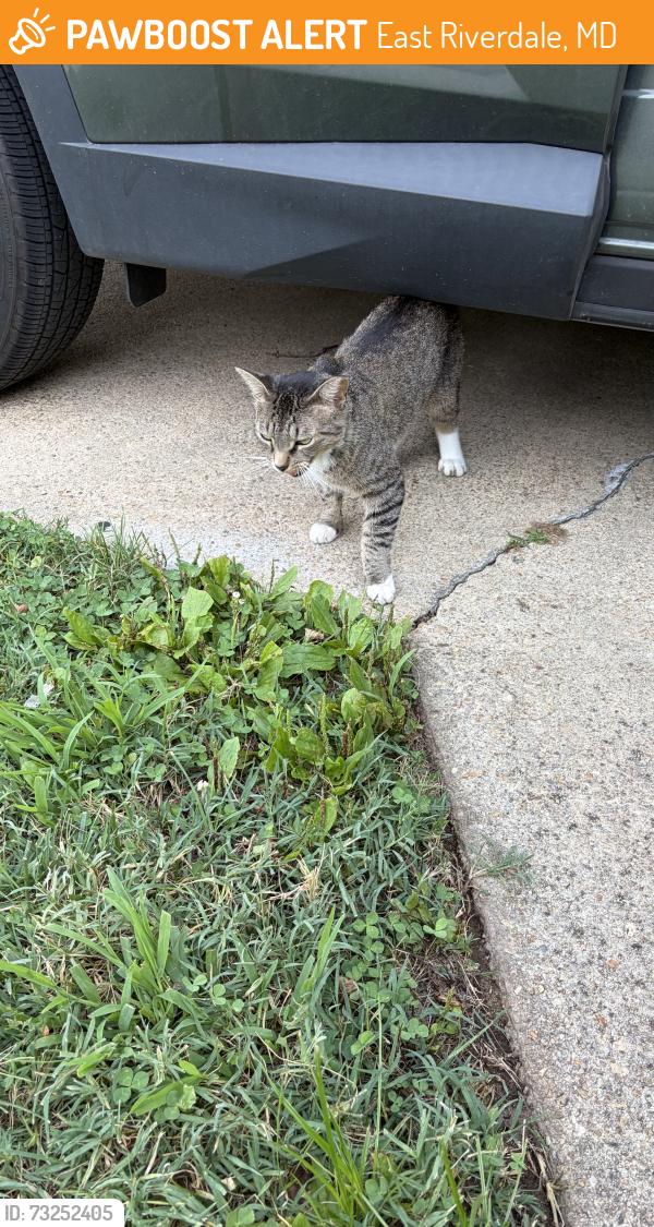 Found/Stray Female Cat last seen Donovan pl, East Riverdale, MD 20781