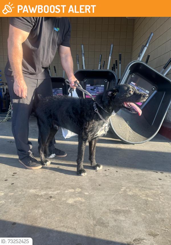 Found/Stray Unknown Dog last seen Ironwood and Apache Jung, Apache Junction, AZ 85120
