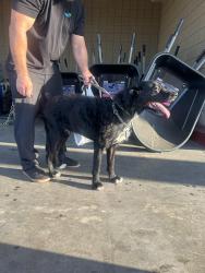 Found/Stray Unknown Dog last seen Ironwood and Apache Jung, Apache Junction, AZ 85120