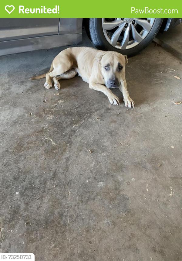 Reunited Female Dog last seen County Roads 915 & 1004, Johnson County, TX 76044