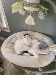 Lost Male Cat last seen Beech Daly road, Redford Township, MI 48240