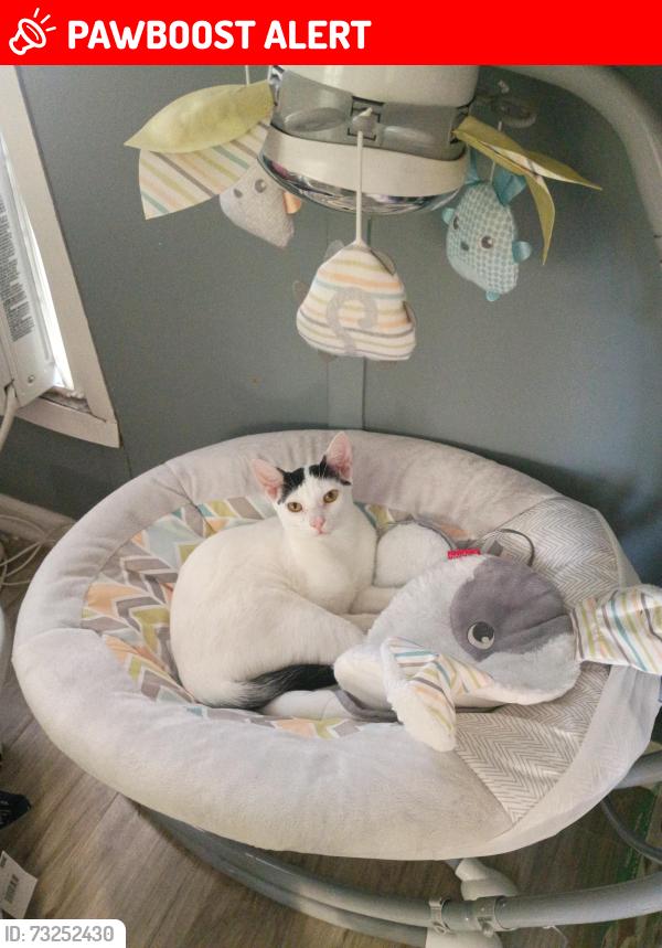 Lost Male Cat last seen Beech Daly road, Redford Township, MI 48240