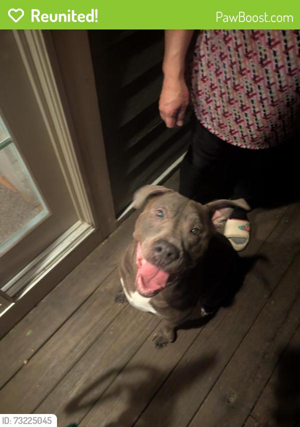 Reunited Female Dog last seen Washington St & High View St, Boston, MA 02132