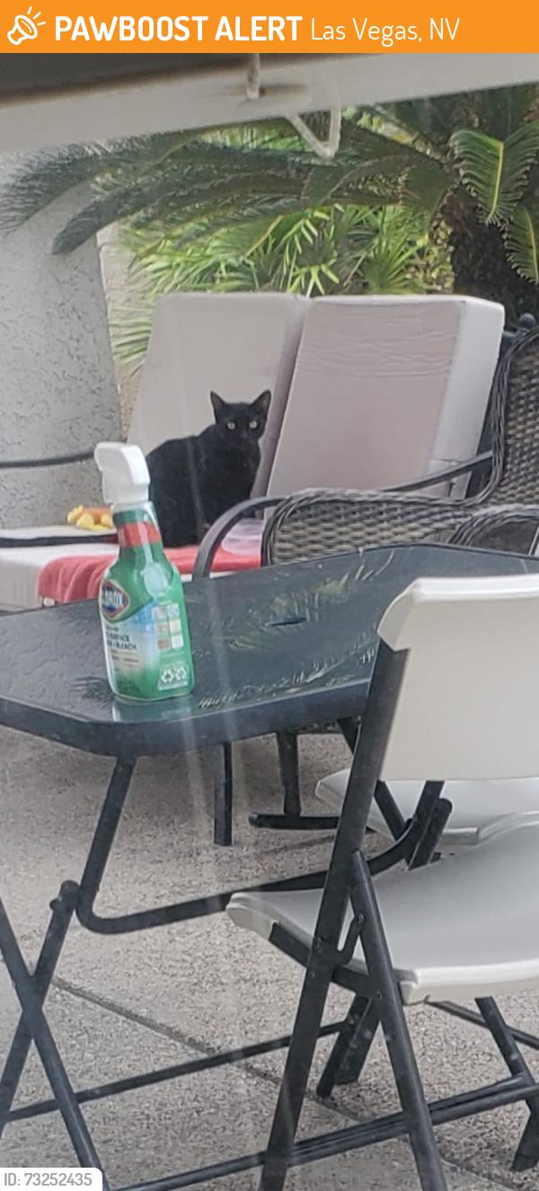 Found/Stray Unknown Cat last seen Hillpointe and Hills Center, Las Vegas, NV 89134
