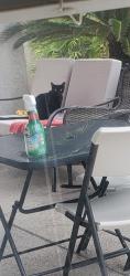 Found/Stray Unknown Cat last seen Hillpointe and Hills Center, Las Vegas, NV 89134