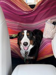Reunited Female Dog last seen General's Highway, Crownsville, MD 21032