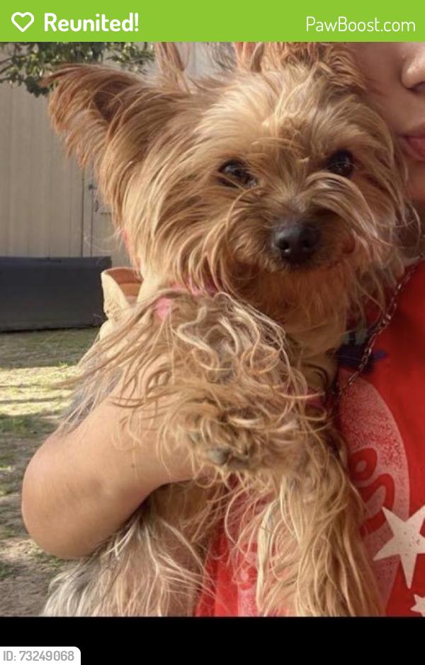Reunited Female Dog last seen Whittier, CA, USA, Whittier, CA 90602