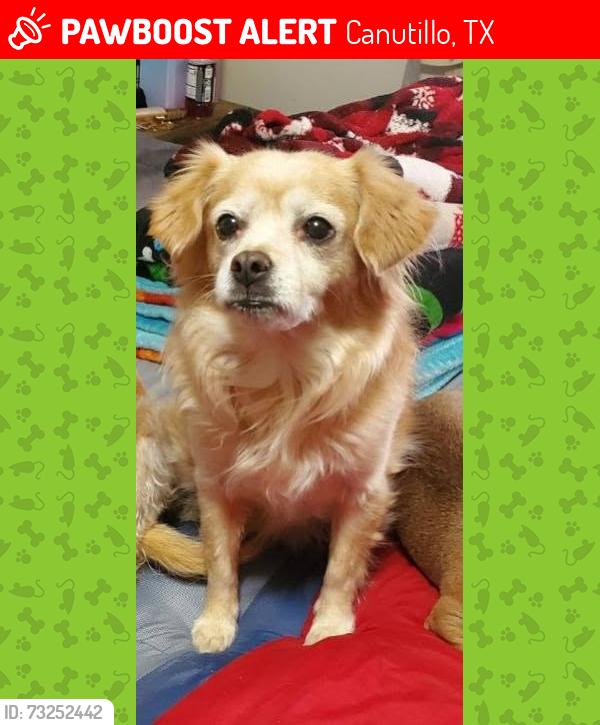 Lost Male Dog last seen Ram gas station, Canutillo, TX 79835
