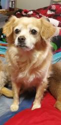 Lost Male Dog last seen Ram gas station, Canutillo, TX 79835