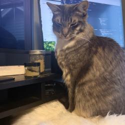 Reunited Male Cat last seen 41st, Oakland, CA 94601