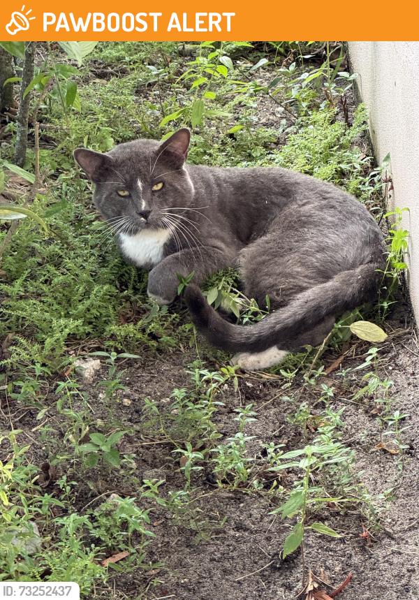Found/Stray Unknown Cat last seen Cresthaven Blvd, West Palm Beach, FL 33415