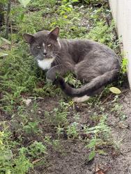 Found/Stray Unknown Cat last seen Cresthaven Blvd, West Palm Beach, FL 33415