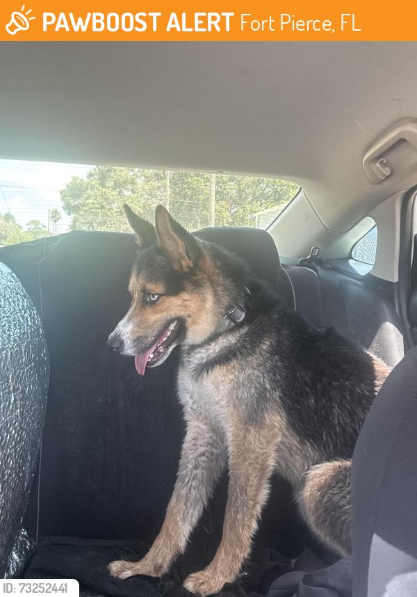 Found/Stray Male Dog last seen Orange and angle, Fort Pierce, FL 34947