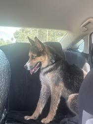 Found/Stray Male Dog last seen Orange and angle, Fort Pierce, FL 34947