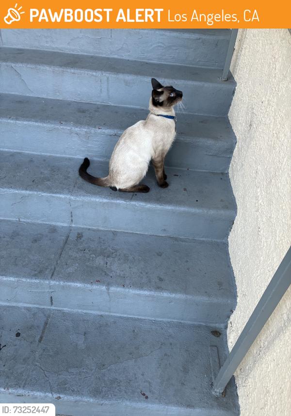 Found/Stray Unknown Cat last seen Ave 54, Los Angeles, CA 90042