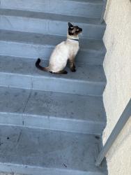Found/Stray Unknown Cat last seen Ave 54, Los Angeles, CA 90042