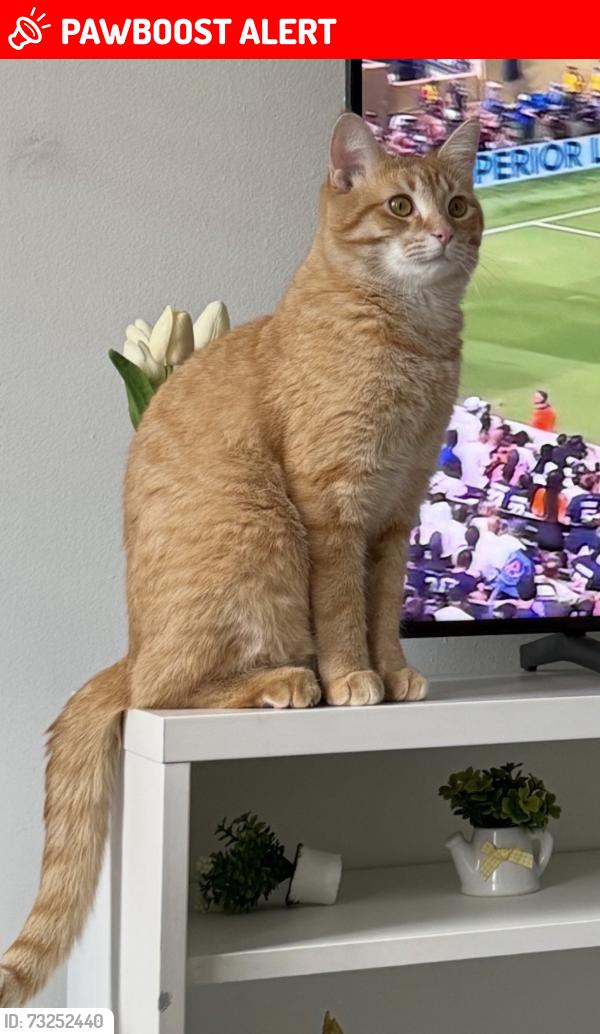 Lost Male Cat last seen Midcounty Highway, Montgomery Village, MD 20886