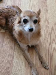 Lost Female Dog last seen Ravenna St, Carson, CA 90745