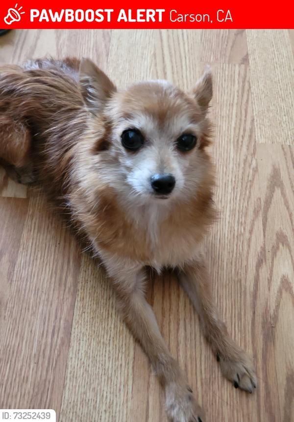 Lost Female Dog last seen Ravenna St, Carson, CA 90745