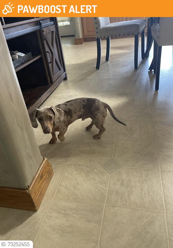 Found/Stray Male Dog last seen Old Philadelphia pike, Lancaster County, PA 17562